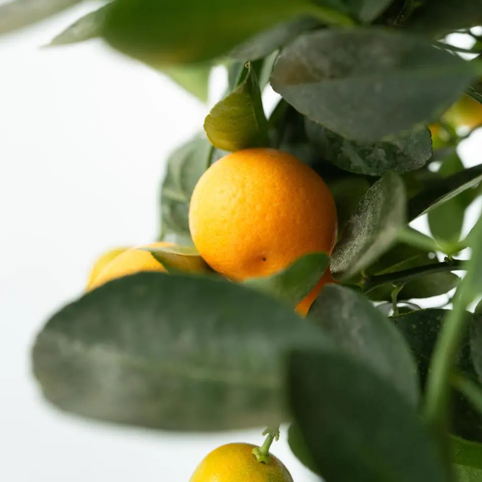 Sinaasappelboom - Citrus mitis 'Calamondin' - Hoogte 55-65cm - ⌀19cm