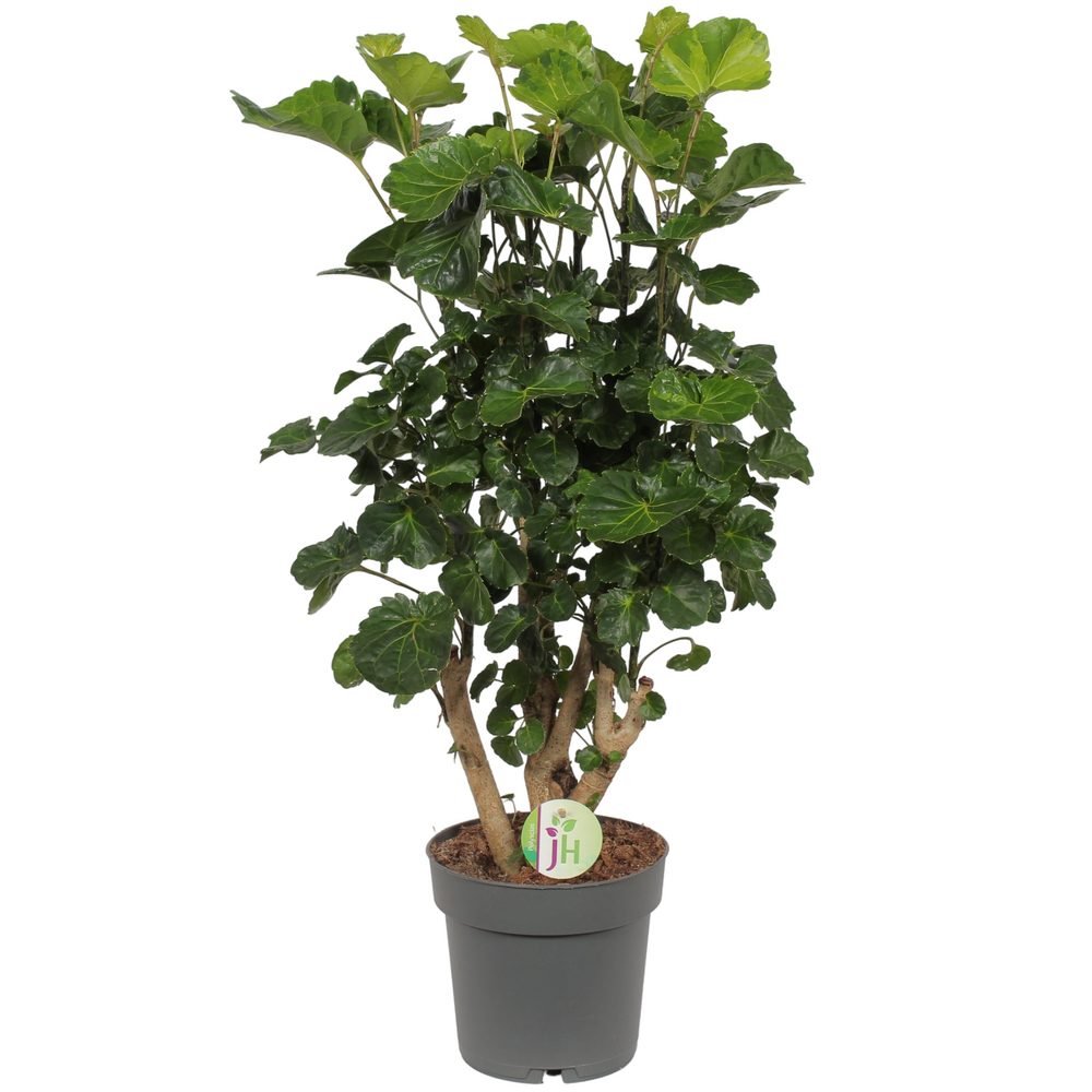 Plante d'intérieur - polyscias 'lemon' 65.0cm