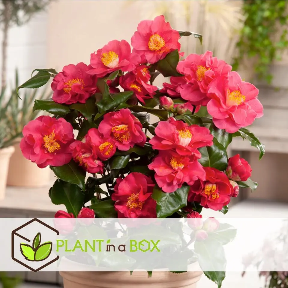 Japanse Roos - Set van 2 - Camellia 'Lady Campbell' - Hoogte 60-70cm - ⌀19cm