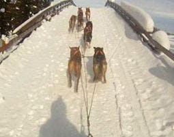 Schlittenhunde-Fahrt  in Kleinau als Geschenkidee