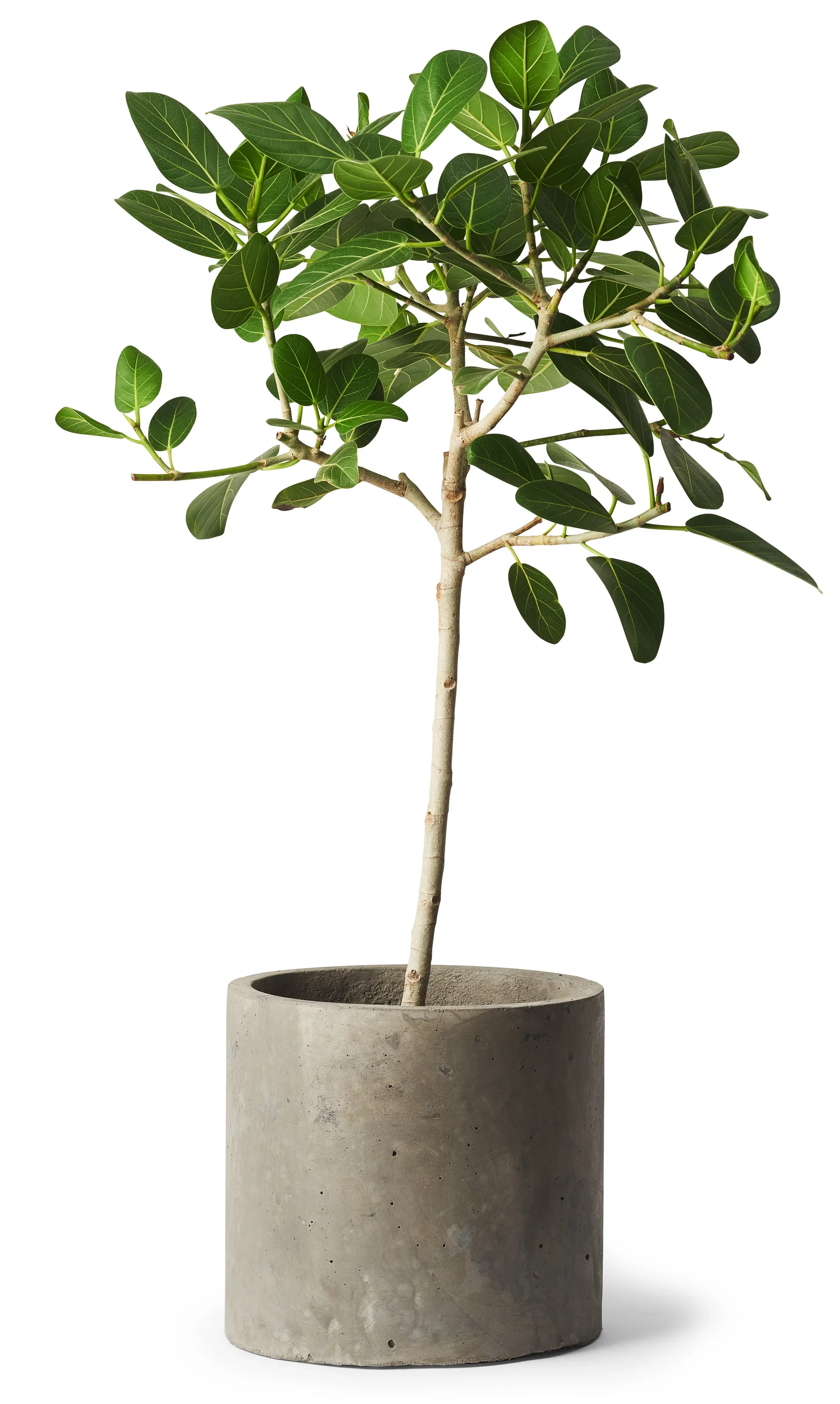 Potte Roy Ø29 cm