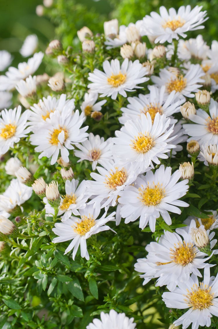 Aster (Aster divaricatus 'Schneekissen') D 11 H 30 cm
