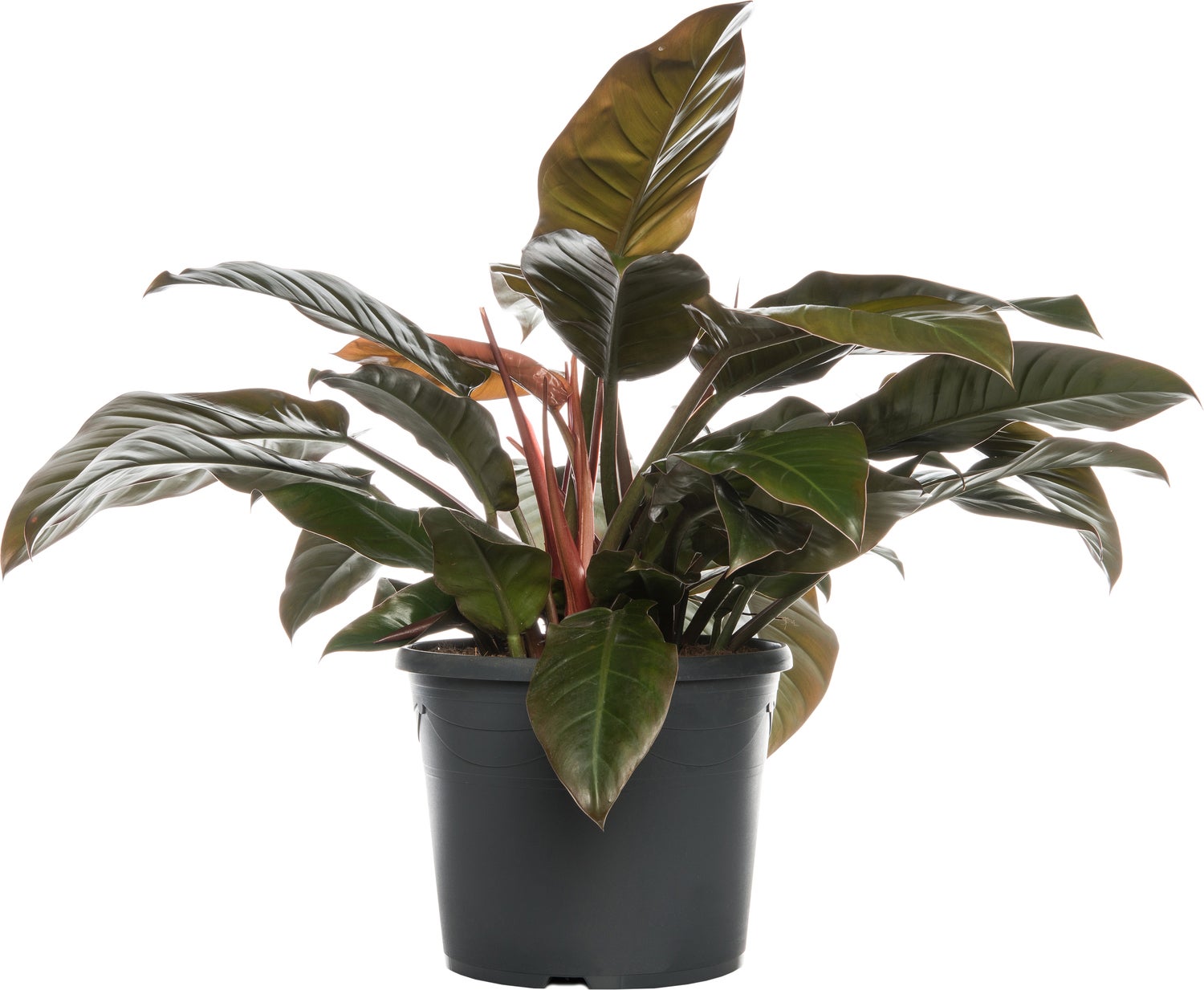Philodendron (Philodendron 'Imperial Red') D 34 H 90 cm