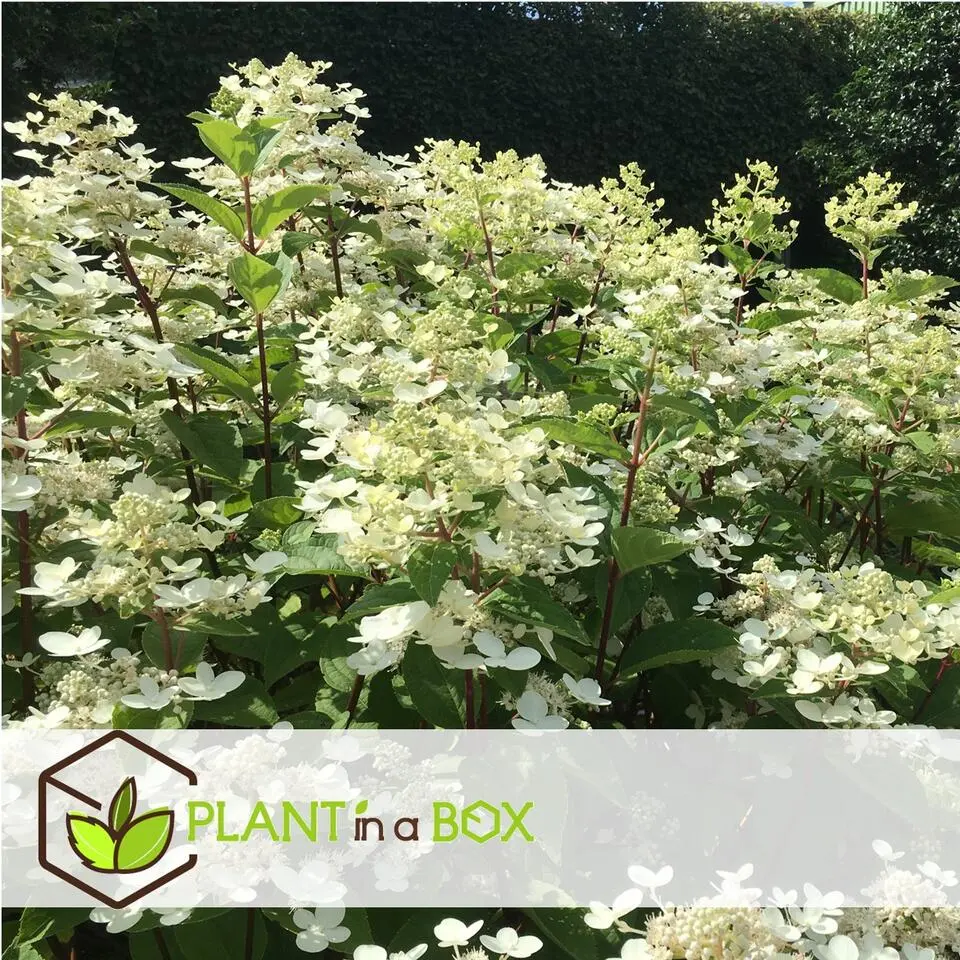 Pluimhortensia - Set van 2 - Hydrangea 'Wim's Red' - Hoogte 25-40cm - ⌀19cm