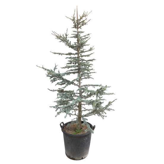 Cèdre bleu de l'Atlas (Cedrus libani Atlantica) 'Glauca': H175/200cm