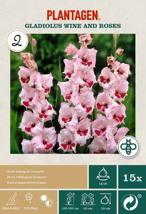 Plantagen Storblomstret gladiol 'Wine and Roses’ 15 kp