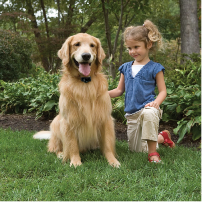 Petsafe clôture électronique anti fugue pour chien et chat