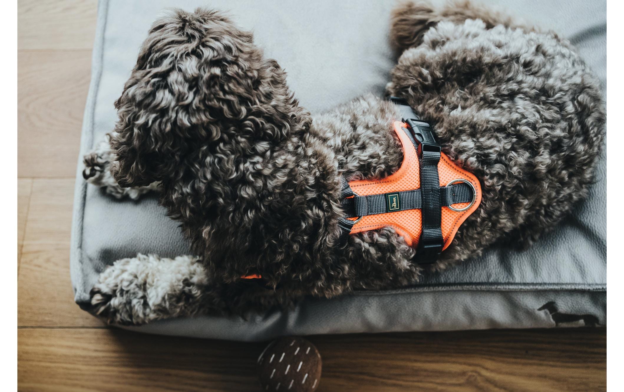 Geschirr Maldon, M, Orange/GrauHundegeschirr