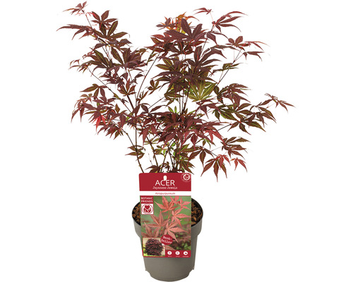 Rode Japanse esdoorn Acer palmatum 'Atropurpureum' H 30-40 cm D 15 cm