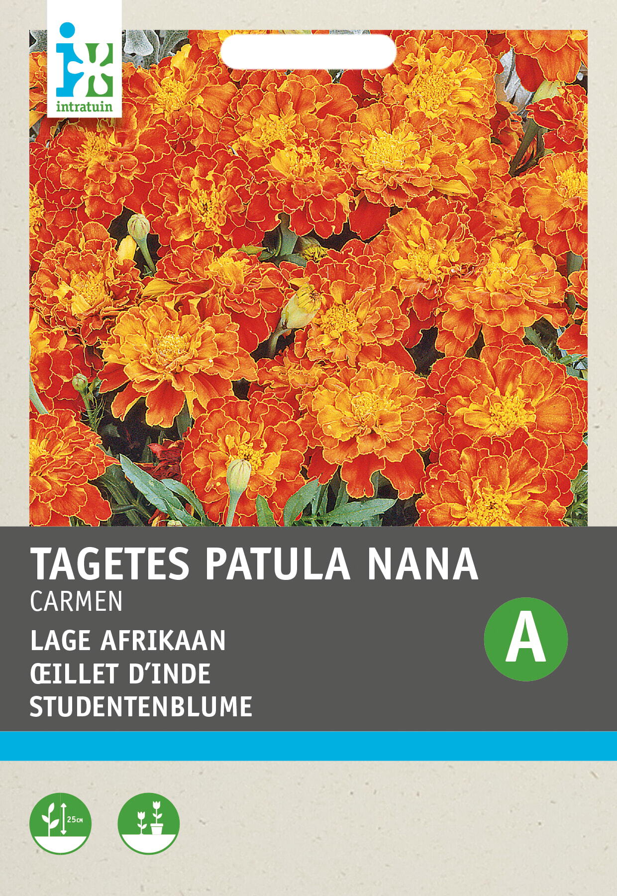 Intratuin bloemenzaad Afrikaantje roestbruin-geel (Tagetes patula 'Carmen')