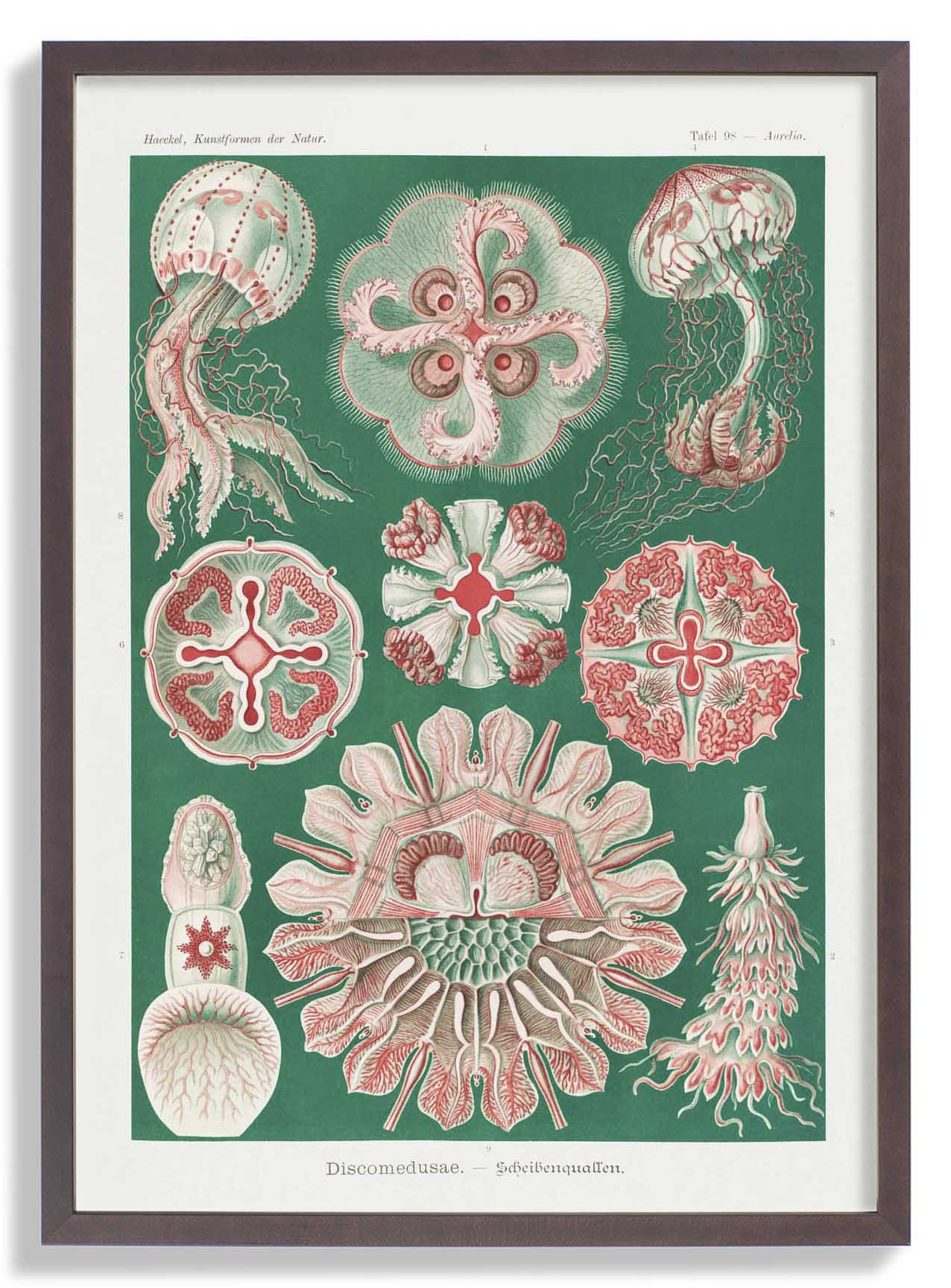 Discomedusae Green Pink von Ernst Haeckel mit Rändern