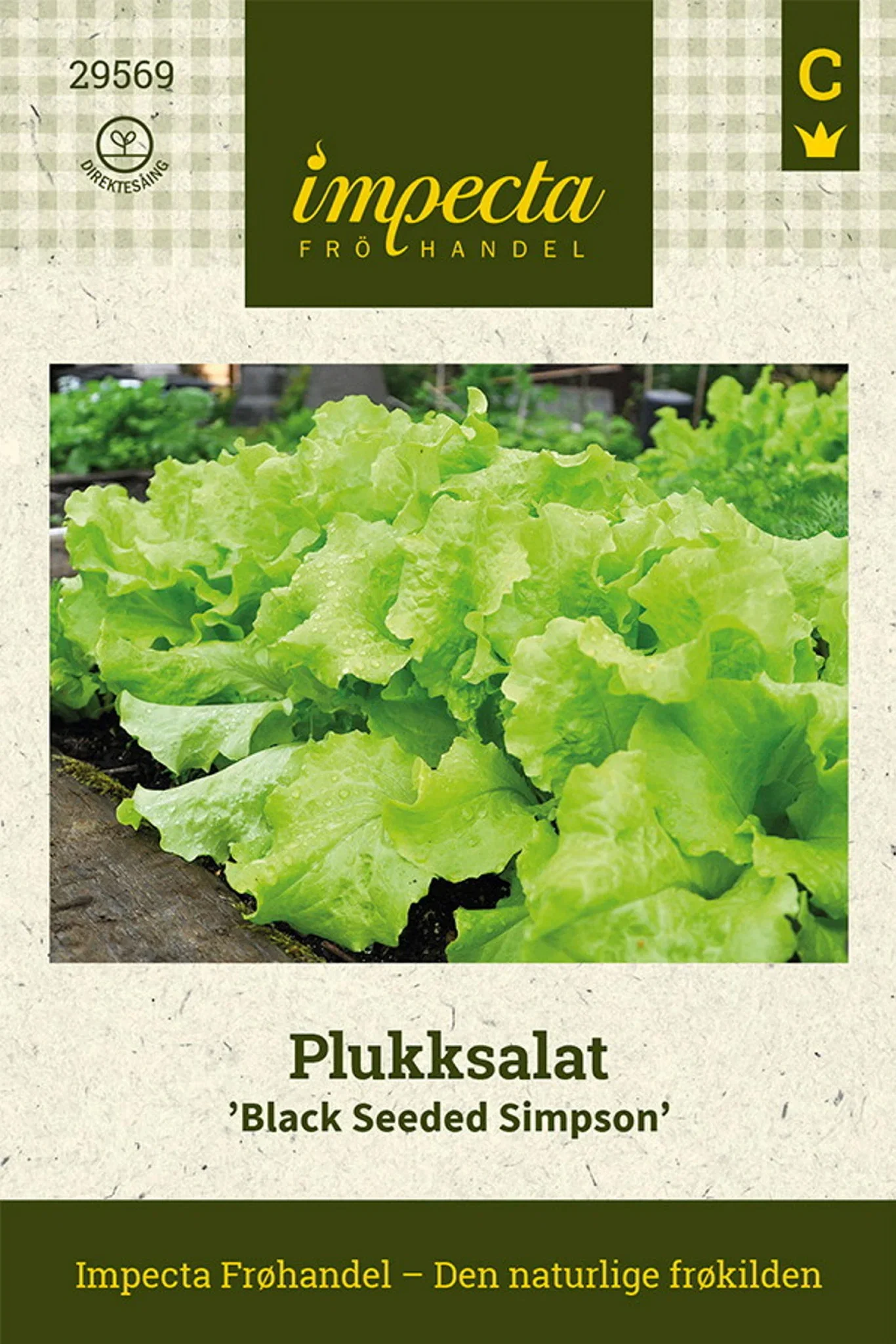 Lactuca sativa 'Black Seeded Simpson' Plukksalat 'Black Seeded Simpson'