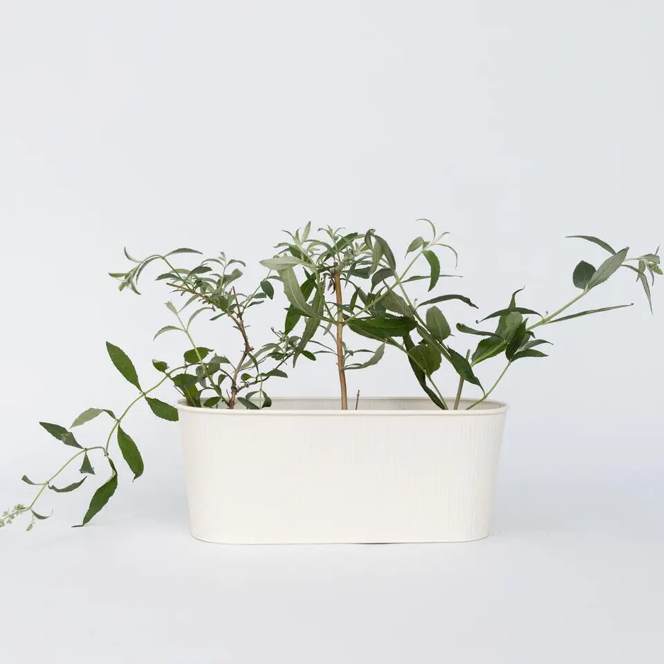 Vlinderstruik - Set van 3 - Buddleja 'Nanho Blue' - Hoogte 25-40cm - ⌀9cm