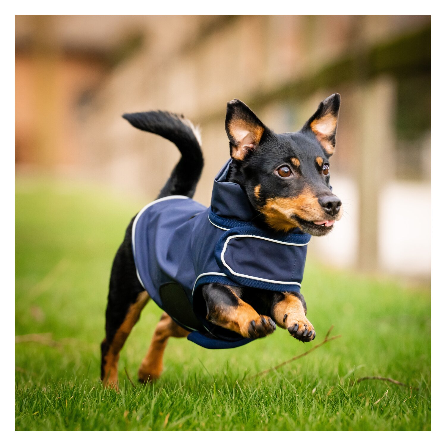 HORSEWARE Hunde-Regenmantel - navy