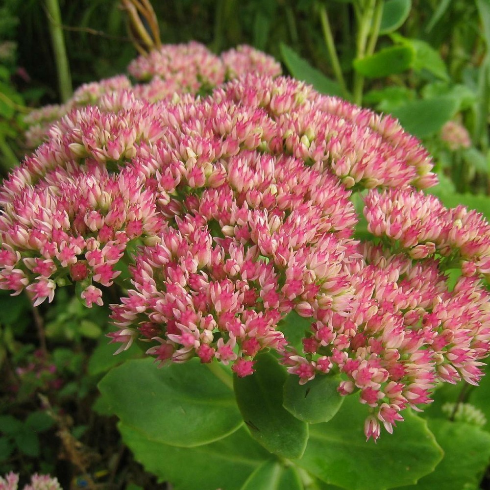 Orpin carl/sedum x carl[-]godet