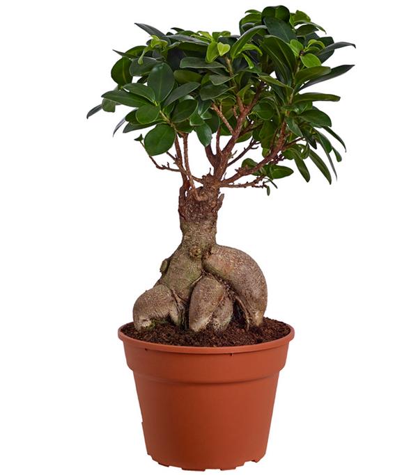 Chinesische Feige - Ficus microcarpa 'Ginseng'