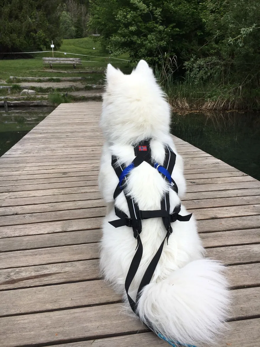 Non-stop Dogwear Freemotion Harness Black