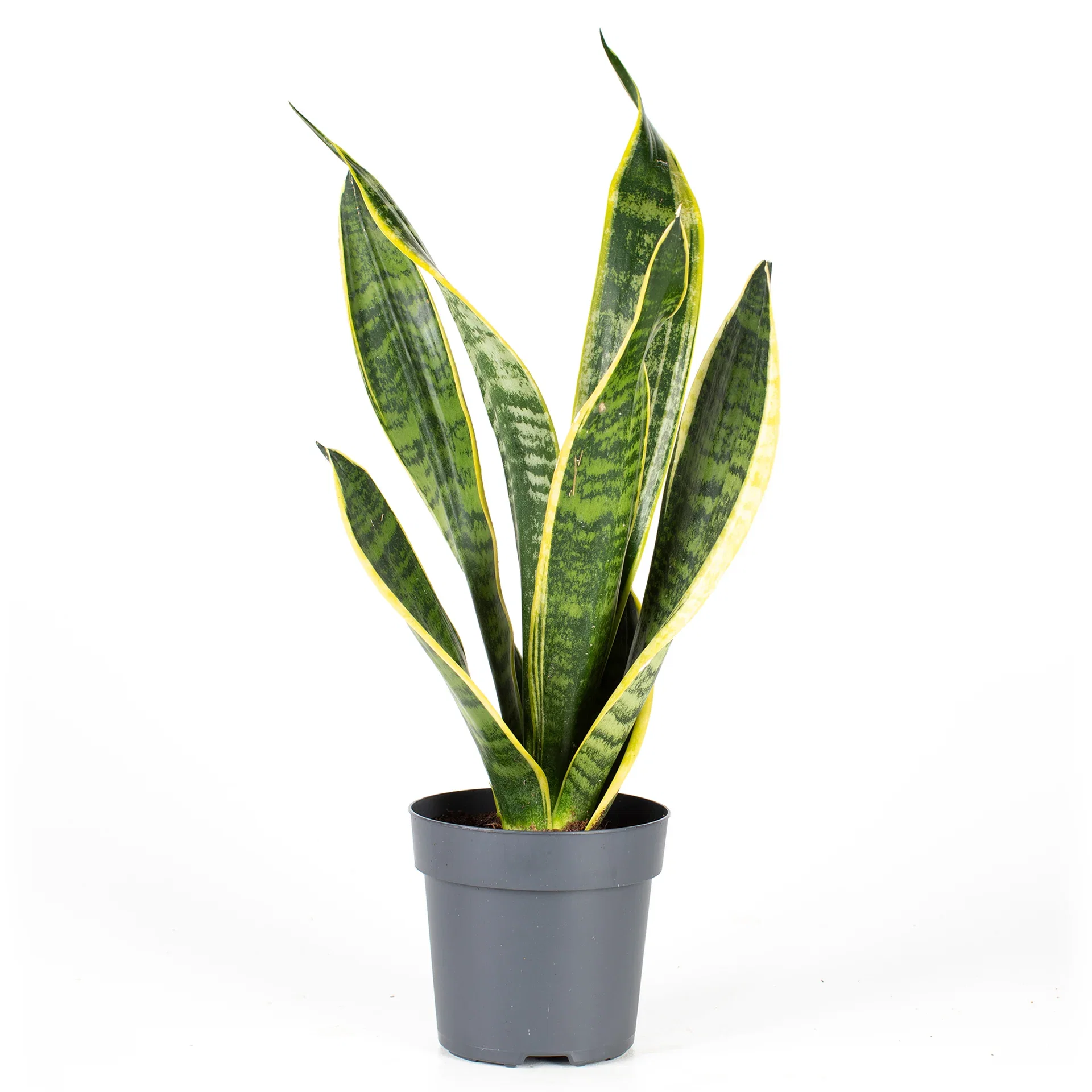 Sansevieria trifasciata 'Superba' Svigermorstunge 'Superba' Høyde 35 cm