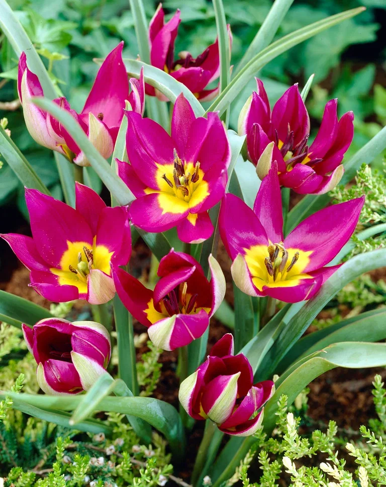 Tulipa humilis 'Persian Pearl' Tulipan 'Persian Pearl'