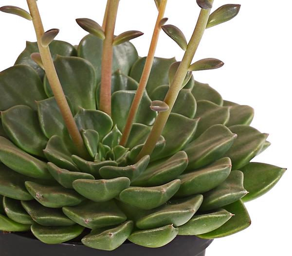 Graptopetalum - Graptopetalum tacitus