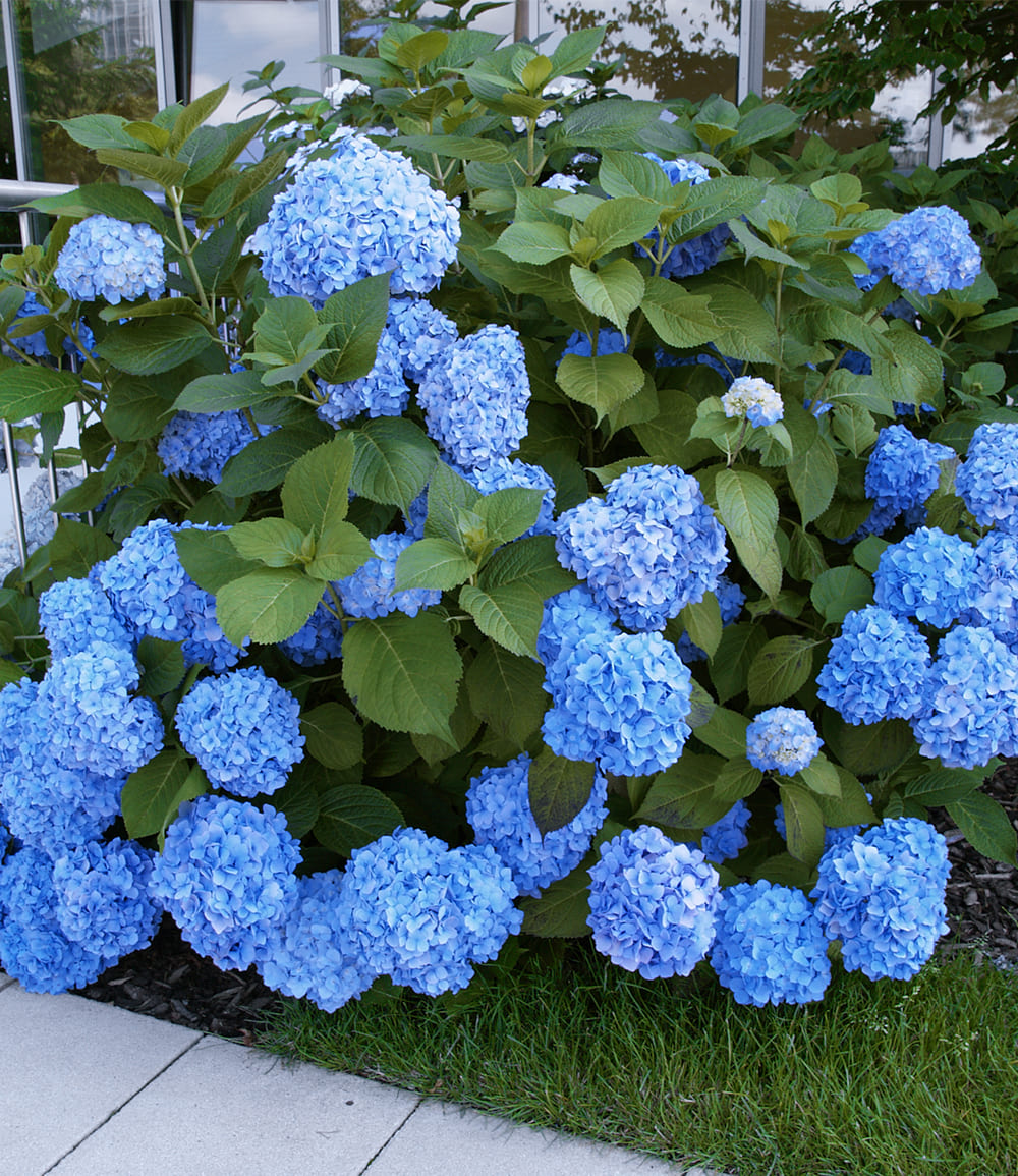 Bauern-Hortensie 'Générale Vicomtesse de Vibraye®'