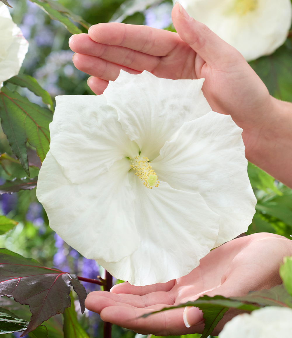 Hibiskus 'Carousel Ghost®'