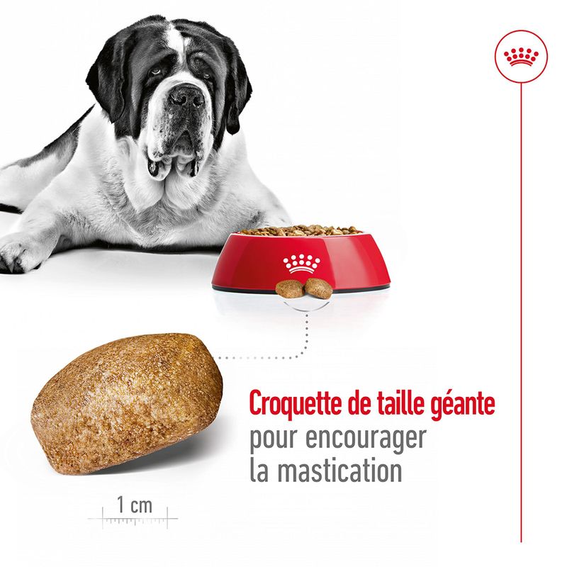 Royal Canin Giant Adult à prix discount sur bitiba.fr