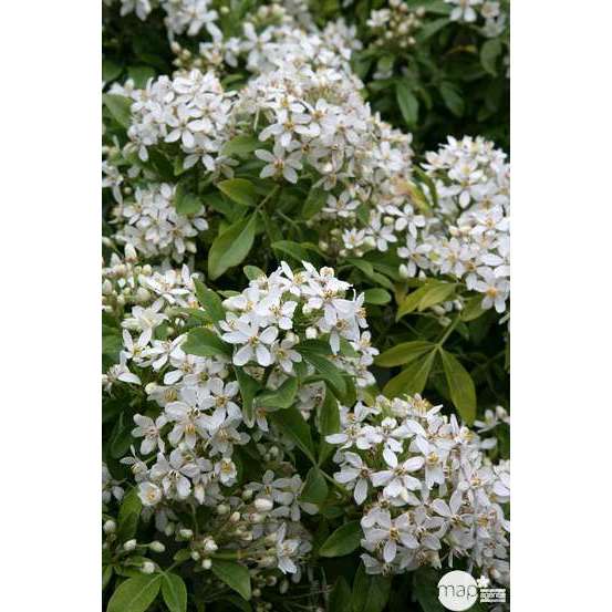 Choisya x ' Aztec Pearl ' : ctr 20 litres