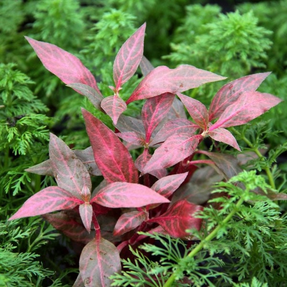 Alternanthera reineckii red ruby