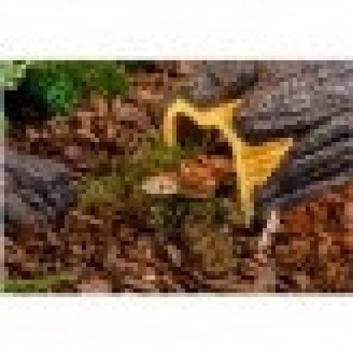 Caverna de tronco úmido para répteis