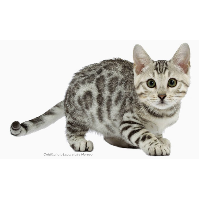 Sofcanis Renal pour chat