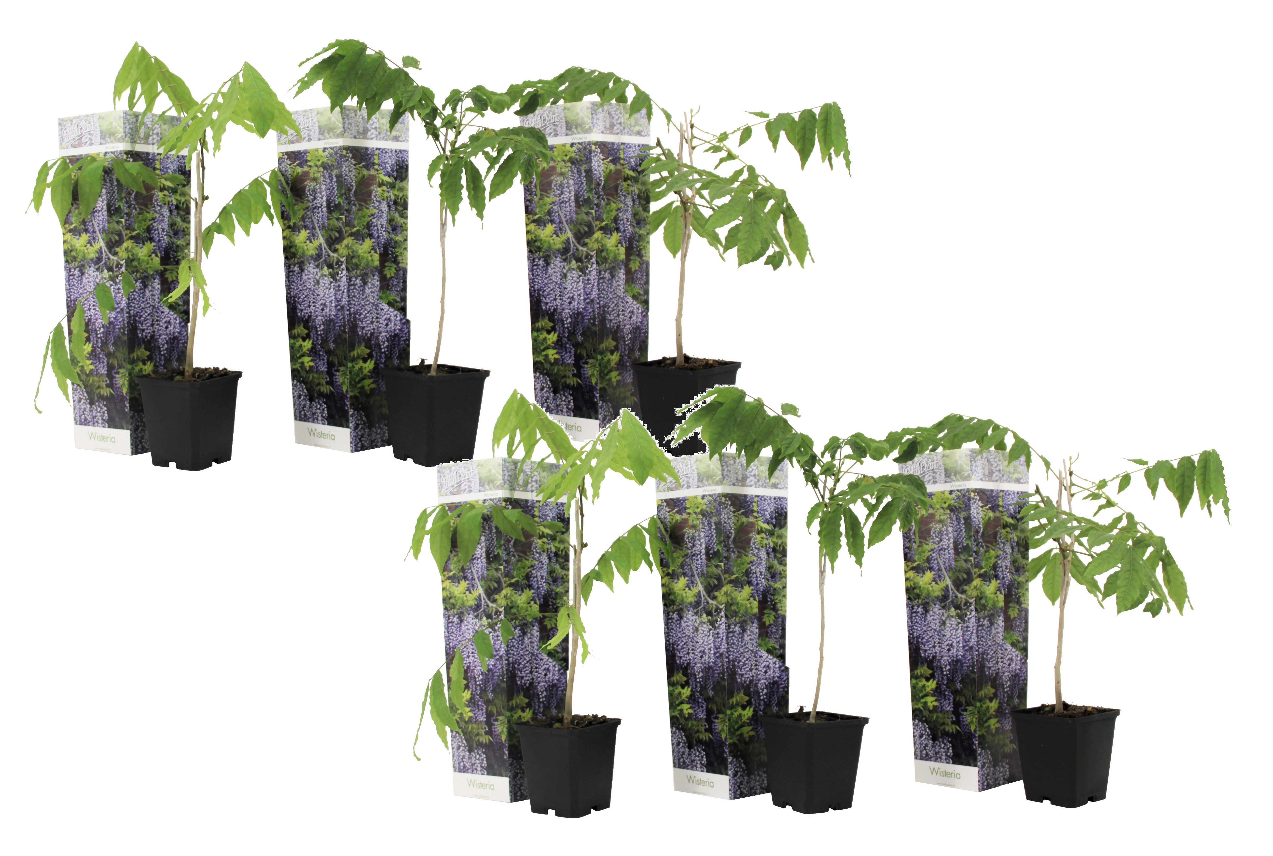 Wisteria sinensis - set de 6 - wisteria wisteria - pot 9cm - hauteur 25-40cm