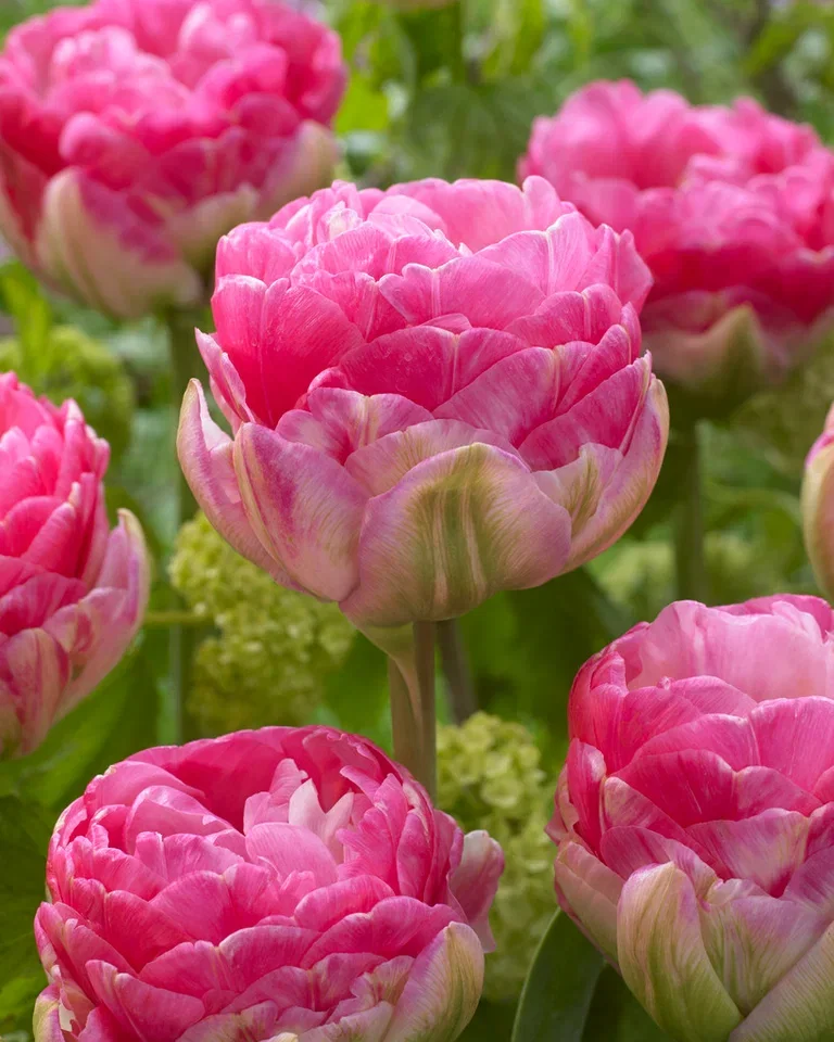 Tulipa gesneriana (Late double flowering Group) 'Pinksize' Tulipan 'Pinksize'