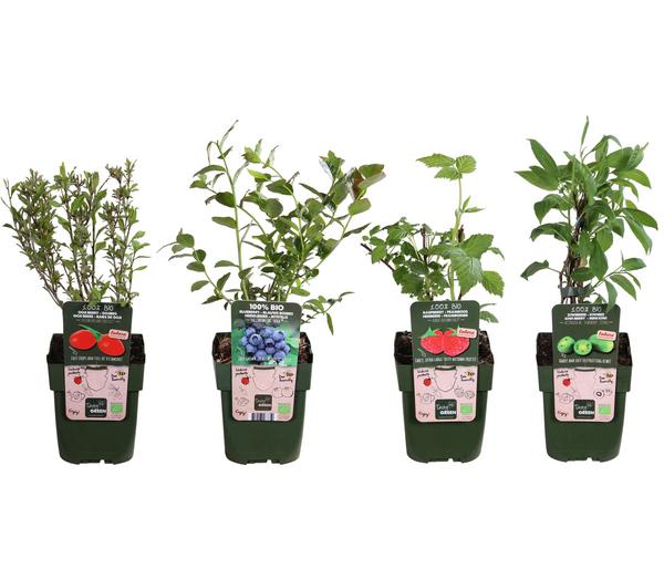 Bio Beeren-Kiwi-Set Powerobst, 4-teilig