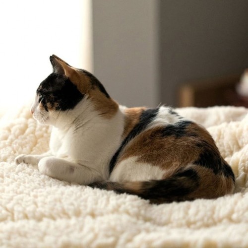 Cama de lã branca para animais de estimação HuggleHounds