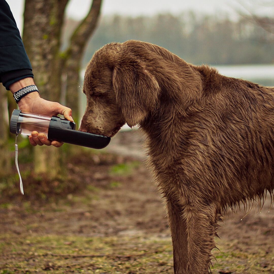 Trinkflasche für Hunde Compact - Duvoplus