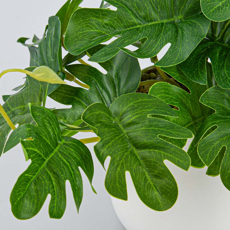 Philodendron en pot