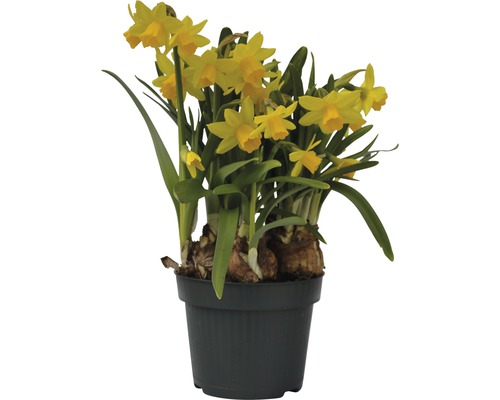 Narcis, Paasklok FloraSelf Narcissus pseudonarcissus 'Tete a Tete' Ø 12 cm pot