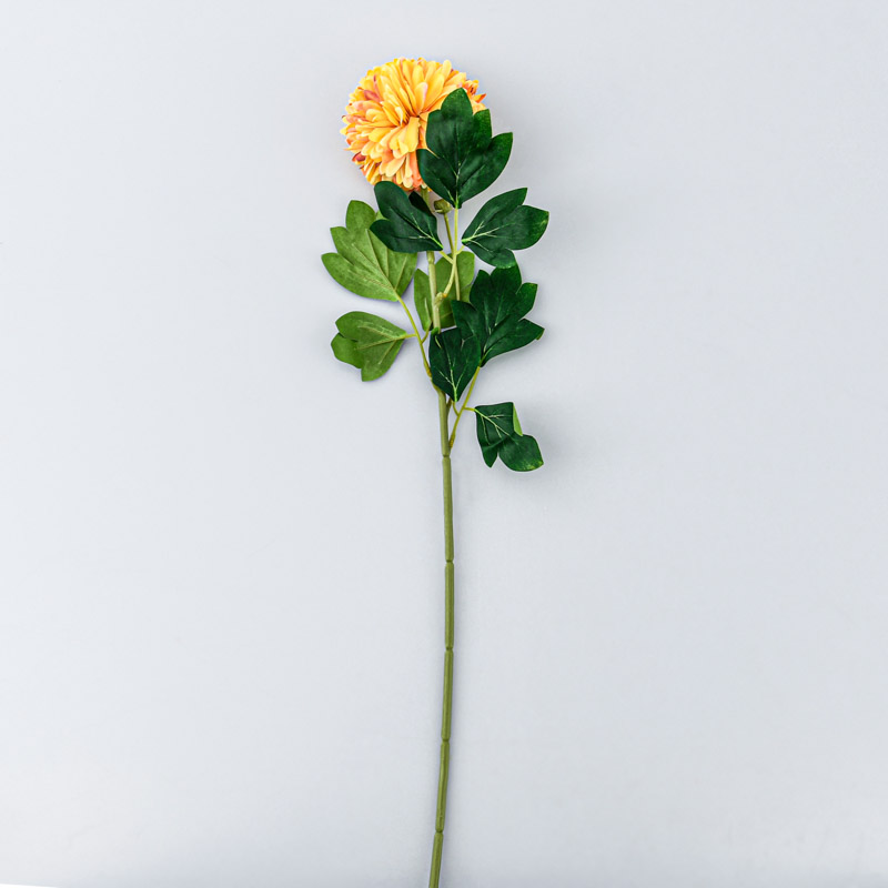 Tige de chrysanthème pompon