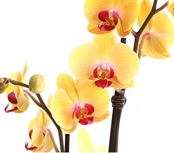 Schmetterlingsorchidee - Phalaenopsis