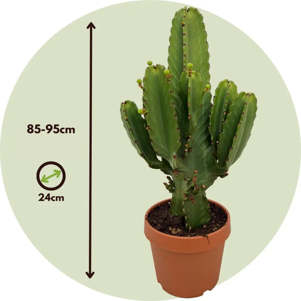 Cowboycactus - Euphorbia ingens - Hoogte 85-95cm - ⌀24cm