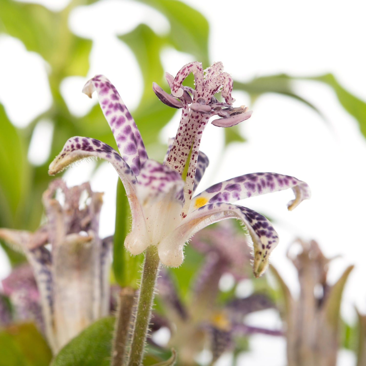 Paddenlelie (Tricyrtis hirta) D 11 H 10 cm