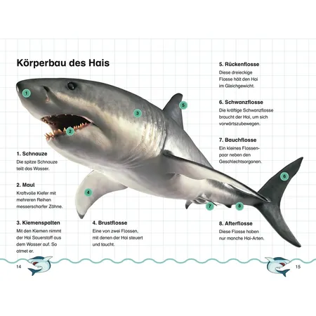 DK Verlag SUPERLESER! Die geheime Welt der Haie