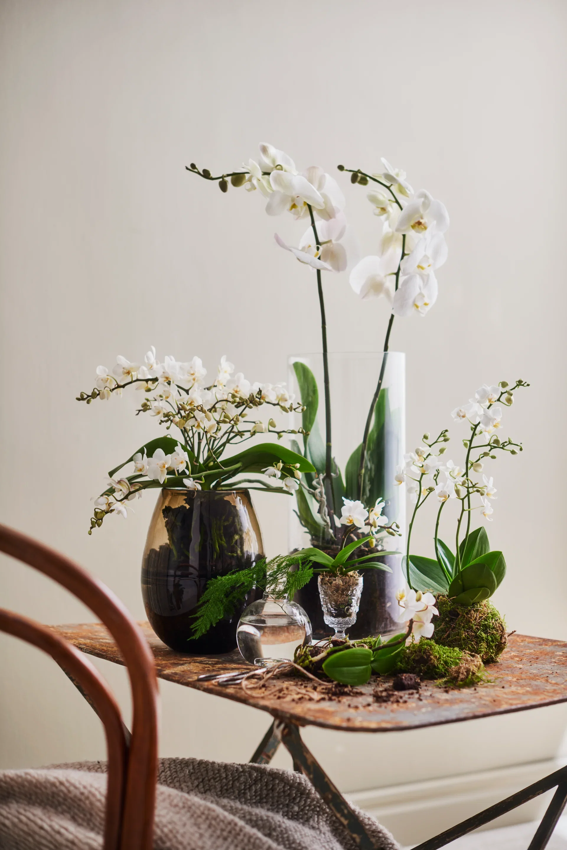 Phalaenopsis hybrid Orkidé Høyde 60-70 cm
