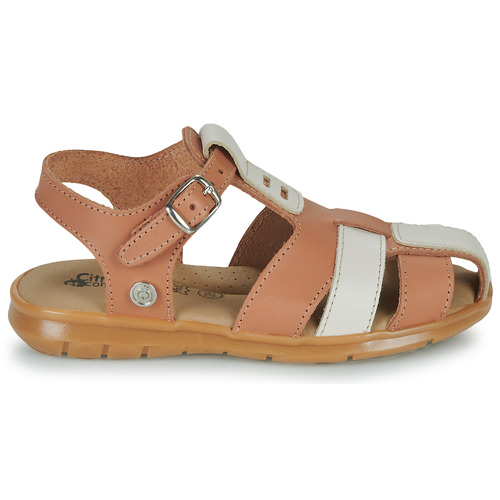 Citrouille et Compagnie - COCOLA - Camel