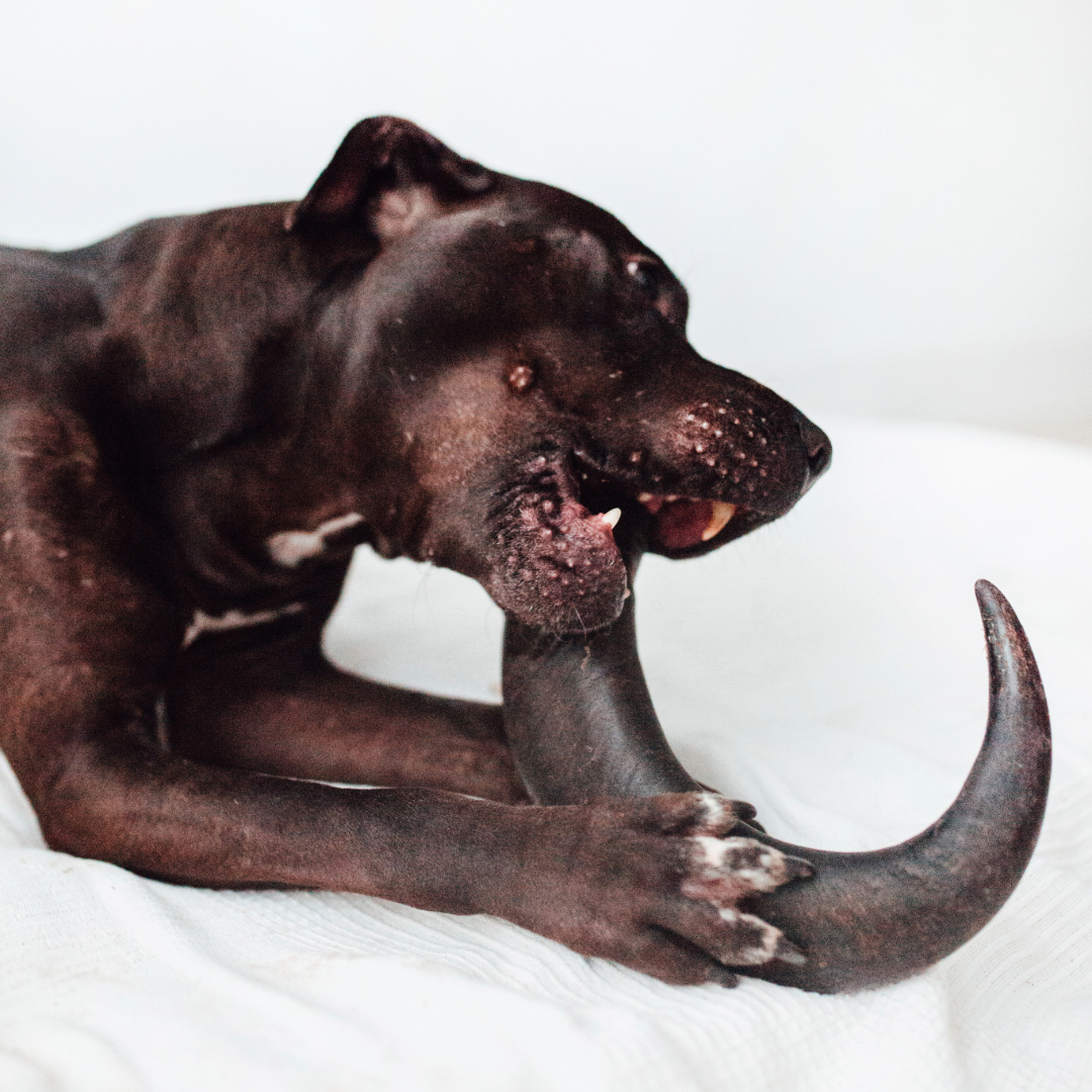 Brinquedo para mastigar para cães em formato de chifre de búfalo da BIMORDISCOS
