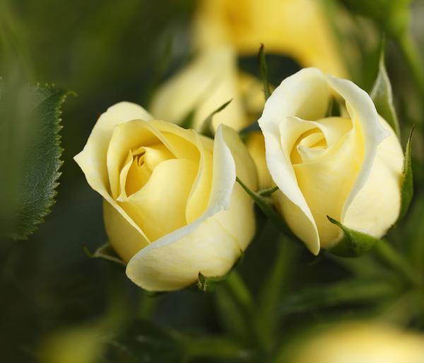 Zwerg-Kletterrose 'Starlet® Elida®'