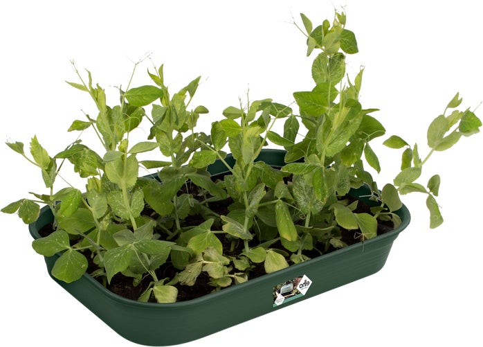 Elho kweekbak Green Basics groen 36 x 26,5 x 6,3 cm