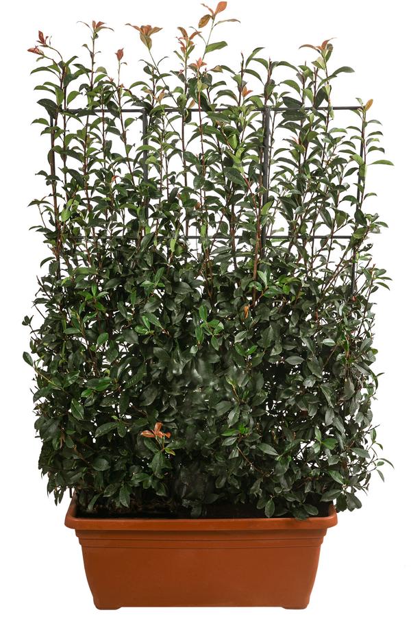 Purpur-Glanzmispel 'Glanzkopf', ca. 170 cm