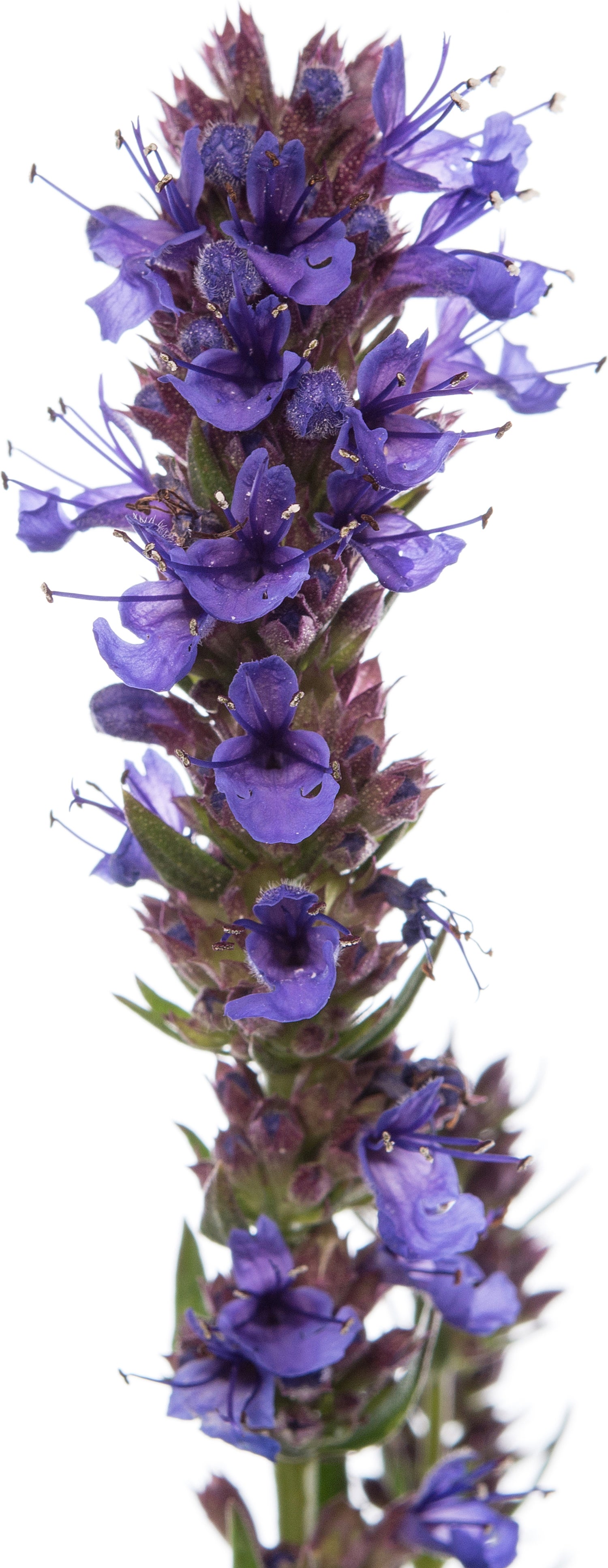 Hysop (Hyssopus officinalis) D 11 H 10 cm